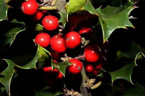40 semi di agrifoglio inglese Holly Ilex Aquifolium, ovvero semi di agrifoglio comune europeo