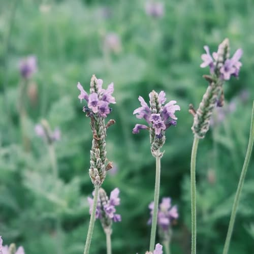 semi di lavanda perenni - biologiche, resistenti giardino 50pcs