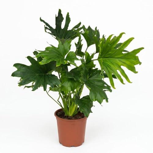 Philodendron - Philodendron Lickety split - Grön - Lättskött - 60-70cm - Ø19cm - Krukväxt - Vintergrön