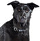 Dog-Ident USB-Hundehalsband, schwarz, Größe M