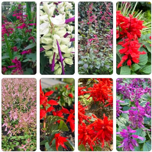 Semi Salvia splendens interior reverdecimiento tetti primavera selvaggi selvaggi balcone 135pcs