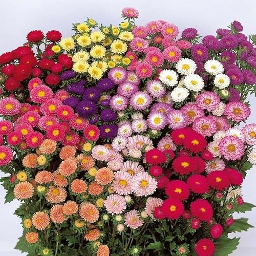 200 Semi di Astro nano, Callistephus Chinensis, Fiori Doppi a Forma di Margherita, per Giardinaggio, Balcone, Terrazzo, Aiuole dwarf star seeds