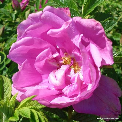 2 x Rosier - Rosa 'Pink Roadrunner' pot 25-30 cm - Le rosier à massif odorant et robuste avec une touche de nostalgie