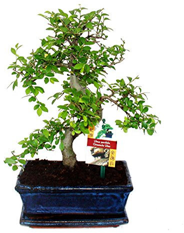 Exotenherz - Bonsai Chinesische Ulme - Ulmus parviflora - ca. 8 Jahre