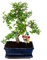 Exotenherz - Bonsai Chinesische Ulme - Ulmus parviflora - ca. 8 Jahre