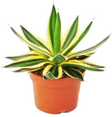 Agave lophanta quadricolor - maceta de cuatro colores - 12 cm - suculenta