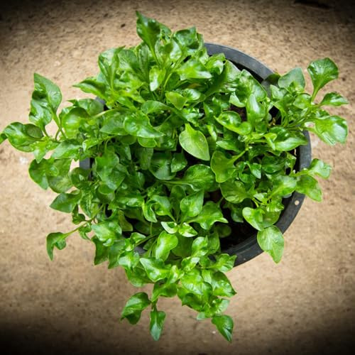 Semillas de berros orgánicas resistentes al invierno, Capuchina officinale, medicinales 100pcs