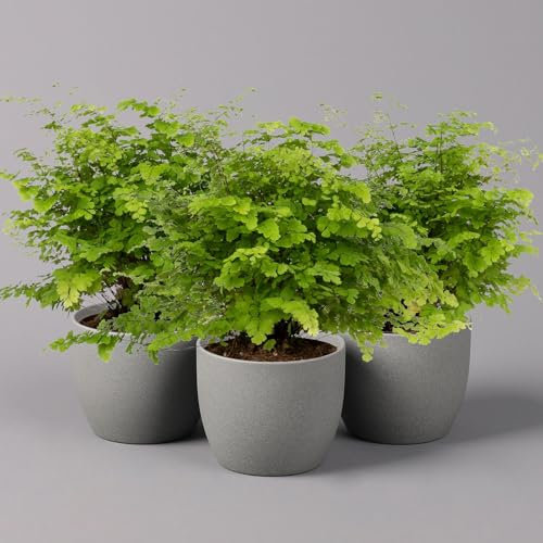 Frauenhaarfarn 'Fritz Lüthi', Topf-Ø 12 cm, Höhe ca. 23 cm, 3 Pflanzen