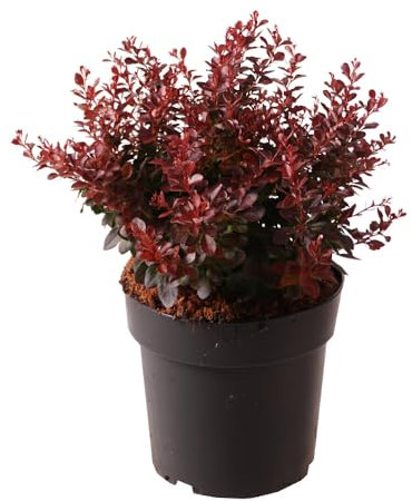 Crespino nano 'Atropurpurea Nana', arbusto ornamentale, pianta da giardino, arbusto compatto, arbusto sempreverde, fogliame decorativo, colorazione autunnale, arbusto facile da pulire, crescita bassa,