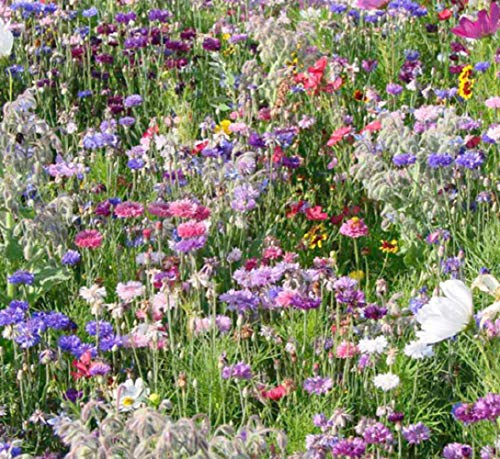 Wild Flower Cottage Garden Bee & Butterfly Fragrant Perennial Plant Mix Wild Flower Seeds 50g - 100g (Bee and Butterfly, 100g)