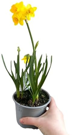 Narciso - Narcissus - en Maceta Planta Natural Ideal para un Jardín Vibrante