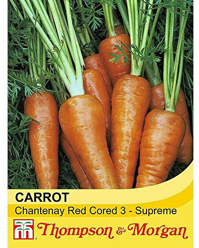Carrot Vegetable Seeds Garden Plant Chantenay Red Cored, Ideal for Allotments, 1 Packet Containing 1500 Seeds by Thompson and Morgan