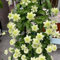 clematis winterhart Zwiebeln,Klematis - kleine geschenke,hochbeet balkon clematis immergrün blumenzwiebeln mehrjährig winterhart,balkon pflanzen,hochbeet ostergeschenke 9pcs