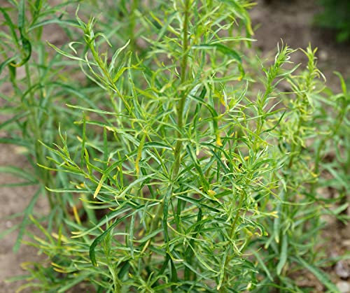 Russischer Estragon - Artemisia dracunculus - 250 Samen