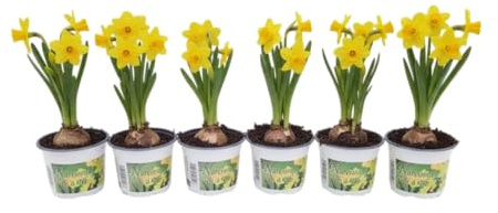 DECOALIVE Set 6 Narcisos Bulbos Vivos con Floración Vibrante y Gran Durabilidad