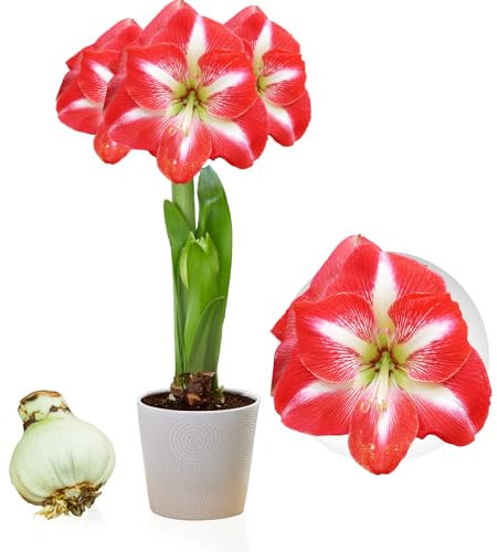 Amaryllis Striped Passion bulbe, 1 pièce grand format 26/30, Bulbes de fleurs exclusifs, plantes et fleurs de Hollande, Véritables Hippeastrum (pas de graines, cire et non artificielles)
