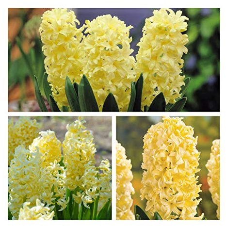 Humphreys Garden Hyacinth City of Haarlem x 5 Bulbs Size 15/16