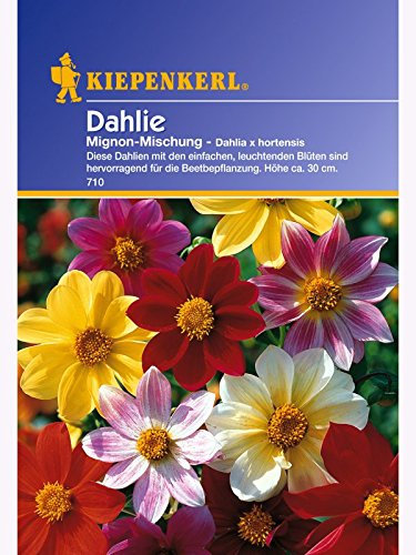 Dahlia Dahlien Mignon-Mischung
