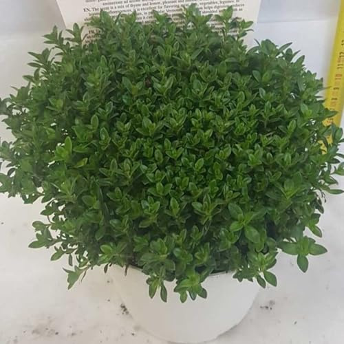 Santoreggia Piantine – 3 Piantine Aromatiche Satureja | Facili da Coltivare in Vaso o Orto | Ideali per Cucina, Infusi, Digestione e Consociazione con Fagioli
