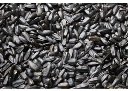Semi di Girasole Nero per Uccelli Selvatici – Mangime Premium ad Alto Valore Energetico (1Kg)