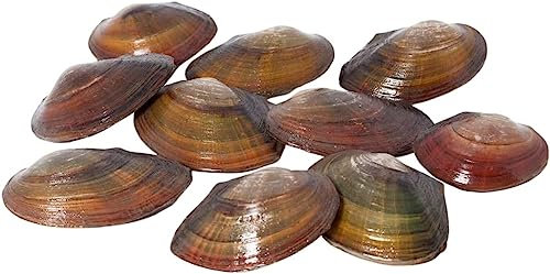 NatureHolic - Teichmuschel Set I Wunderwaffe gegen Schwebe Algen im Teich I Natürlicher Biofilter im Gartenteich