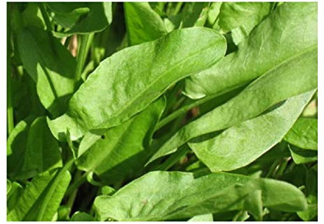 PREMIER SEEDS DIRECT - Herb - Sorrel Seeds - Lemon De Belleville - 2 Grams