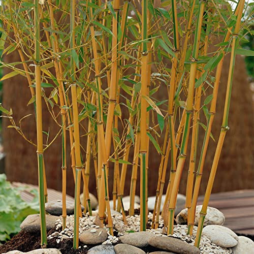 You Garden Phyllostachys aureosulcata 'Spectabilis' (Yellow Bamboo) 80-100cm Tall in a 3L Pot