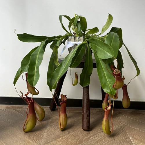 Semi di Nepenthes, Nepenthes mirabilis, resistenti per il giardino carnivora carnivora, semi biologici, semi esotici rare giardino 250pcs