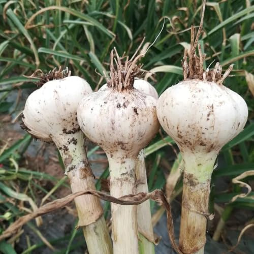 ajo semillas de ajo cocina de jardín cocina invierno Camas elevadas para el jardín semillas variedades tradicionales 300pcs