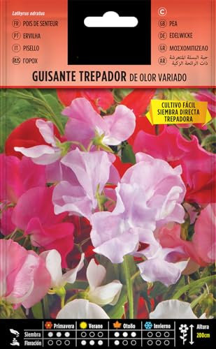 Semillas de Flor - Albejana o Guisante de Olor - Planta Trepadora