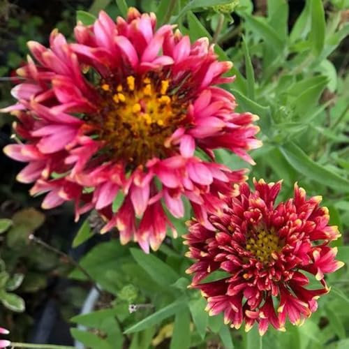 kokardenblume winterhart samen topfpflanzen draußen winterhart kokardenblume pflanzen für sonnige plätze gartendeko für draußen, blumenteppich zierblumen blumendeko 200pcs
