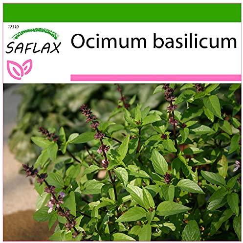 SAFLAX - Basilic thai - 200 graines - Avec substrat - Ocimum basilicum