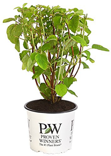 Dehner Schneeball-Hortensie Strong Annabelle®, creme-weiße Blütenbälle, ca. 40-50 cm, Zierstrauch