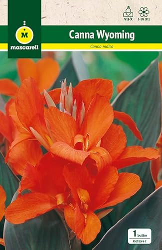 Mascarell Semillas, CANNA INDICA WYOMING, Semillas Bulbosas, Bulbos de Flores Primavera Fácil de Cultivar, Bolsa 1 Bulbo