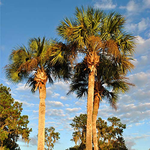 30 graines - WASHINGTONIA ROBUSTA - Palmier résistant - Palmier du Mexique - hauteur 30m - 204