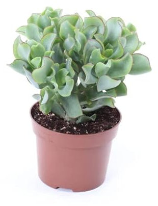 Planta Suculenta Ondulada Crassula Arborescens | DECOALIVE | Planta Crasa Natural | Cactus y Suculentas