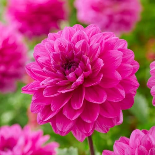 Dahlia Collection de tubercules roses décoratifs, 5 variétés de bulbes de dahlia mélange de Hollande, vraies grandes plantes de dahlia pour le jardin et les pots (pas de graines, pas artificiel)