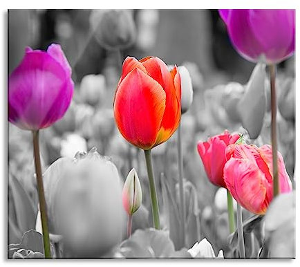 Bunte holländische Tulpen Nahaufnahme B&W Detail Herdabdeckplatte & Spritzschutz aus Echtglas | Für Herd-Kochfelder | 60x52 cm