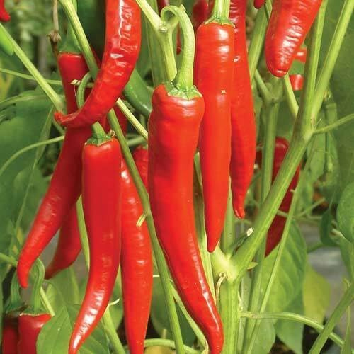 100 piezas de semillas vegetales de chile rojo