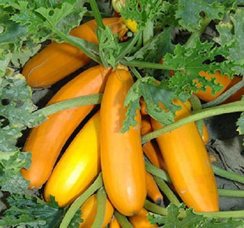 Courgettes - Atena Polka - 10 Graines