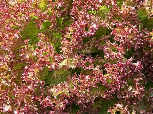 Graines Laitue à couper  frisée rouge Lollo Rossa - Sachet de 3 grammes (environ 2 000 graines) - Graines de style