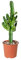Cactus | Euphorbia Eritrea – Planta de exterior e interior y maceta de vivero, 17 cm – 50 – 60 cm