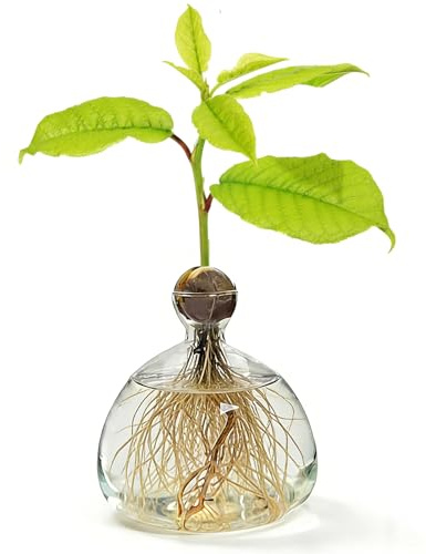 Allevamento di vetro per avocado e castagne, vetro avocado albero vasi di fiori, vaso di avocado chiaro, vaso di avocado per avocado e castagne, per casa, soggiorno, decorazione d'interni
