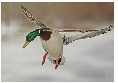 10x Stronghold Tierauflage - Ente I - 30 x 42 cm - wasserabweisend/reißfest, Scheibenauflage für Pfeil und Bogen