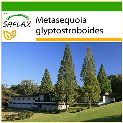 SAFLAX - Urwelt - Mammutbaum - 60 Samen - Mit keimfreiem Anzuchtsubstrat - Metasequoia glyptostroboides