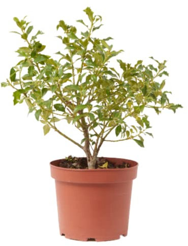 Verdecora Acebo | Holly Tree | Arbusto de navidad | Frutos de invierno | Planta natural de exterior con frutos rojos (Maceta 5L)