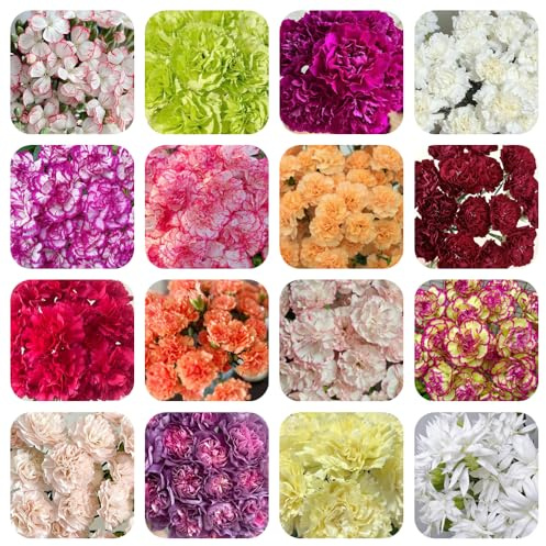 semillas de clavel - Dianthus - invernadero interior exterior resistentes pleno sol Cubresuelos resistentes jardín de rocas jardín 420pcs