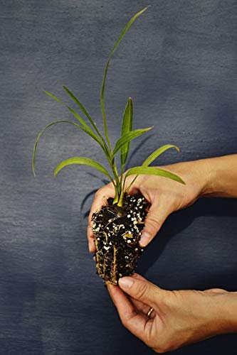 Portal Cool Phoenix roebelenii A40 Dattelpalme Nana Alv. Pygmy Dattelpalme