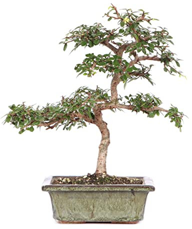 Bonsái de Olmo Chino Ulmus Parvifolia Natural árbol de Interior o Exterior