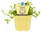 Gedächtnisstütze Brahmi in BIO-Qualität - Bacopa monnieri - Kräuterpflanze im 12cm Topf